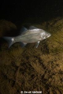 'New subject' White Bass have made their appearance in th... by David Gilchrist 